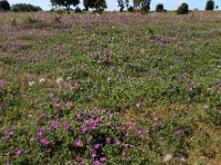 Geranium sanguineum 39, Bloedooievaarsbek, Saxifraga-Ed Stikvoort