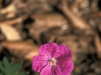 Geranium sanguineum 4, Bloedooievaarsbek, Saxifraga-Jan van der Straaten