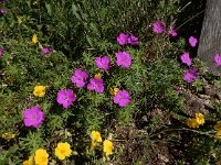 Geranium sanguineum 41, Bloedooievaarsbek, Saxifraga-Ed Stikvoort