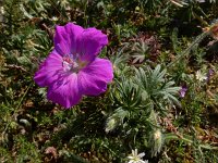 Geranium sanguineum 42, Bloedooievaarsbek, Saxifraga-Ed Stikvoort