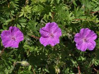 Geranium sanguineum 43, Bloedooievaarsbek, Saxifraga-Harry Jans