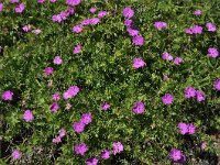 Geranium sanguineum 44, Bloedooievaarsbek, Saxifraga-Harry Jans