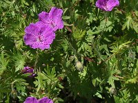 Geranium sanguineum 45, Bloedooievaarsbek, Saxifraga-Harry Jans