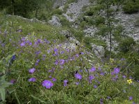 Geranium sanguineum 47, Bloedooievaarsbek, Saxifraga-Willem van Kruijsbergen