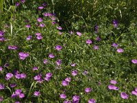 Geranium sanguineum 5, Bloedooievaarsbek, Saxifraga-Jan van der Straaten