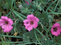 Geranium subcaulescens 2, Saxifraga-Jan van der Straaten