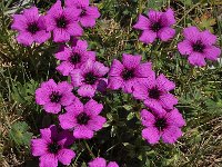 Geranium subcaulescens 3, Saxifraga-Harry Jans