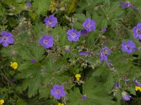 Geranium sylvaticum 12, Bosooievaarsbek, Saxifraga-Willem van Kruijsbergen