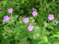 Geranium sylvaticum 14, Bosooievaarsbek, Saxifraga-Jan Willem Jongepier