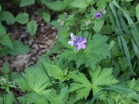 Geranium sylvaticum 19, Bosooievaarsbek, Saxifraga-Peter Meininger