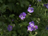 Geranium sylvaticum 23, Bosooievaarsbek, Saxifraga-Jan van der Straaten