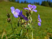 Geranium sylvaticum 26, Bosooievaarsbek, Saxifraga-Ed Stikvoort