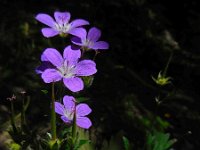 Geranium sylvaticum 29, Bosooievaarsbek, Saxifraga-Ed Stikvoort