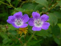 Geranium sylvaticum 30, Bosooievaarsbek, Saxifraga-Ed Stikvoort