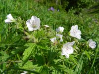 Geranium sylvaticum 37, Bosooievaarsbek, Saxifraga-Rutger Barendse