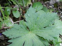 Geranium sylvaticum 41, Bosooievaarsbek, Saxifraga-Rutger Barendse