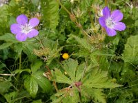 Geranium sylvaticum 43, Bosooievaarsbek, Saxifraga-Ed Stikvoort