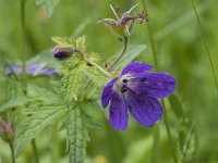 Geranium sylvaticum 48. Bosooievaarsbek, Saxifraga-Willem van Kruijsbergen