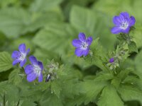 Geranium sylvaticum 64, Bosooievaarsbek, Saxifraga-Willem van Kruijsbergen