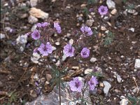 Geranium tuberosum 2, Saxifraga-Jan van der Straaten