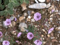 Geranium tuberosum 3, Saxifraga-Jan van der Straaten