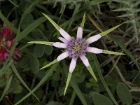 Geropogon hybridus 5, Saxifraga-Willem van Kruijsbergen