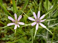 Geropogon hybridus 6, Saxifraga-Harry Jans