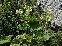 Geum bulgaricum 2, Saxifraga-Harry Jans  Geum bulgaricum