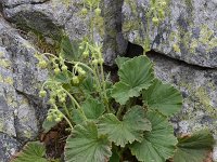 Geum bulgaricum 3, Saxifraga-Harry Jans  Geum bulgaricum