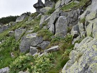 Geum bulgaricum 4, Saxifraga-Harry Jans  Geum bulgaricum