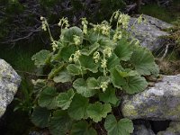 Geum bulgaricum 5, Saxifraga-Harry Jans  Geum bulgaricum