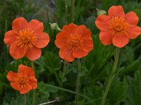 Geum coccineum 3, Saxifraga-Harry Jans  Geum coccineum