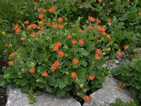 Geum coccineum 4, Saxifraga-Harry Jans  Geum coccineum