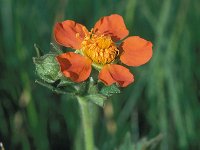 Geum coccineum 7, Saxifraga-Eugen Schaub