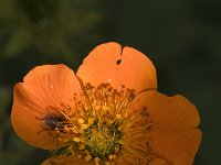 Geum coccineum 8, Saxifraga-Jan van der Straaten