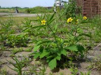 Geum macrophyllum