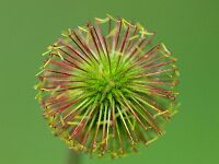 Geum macrophyllum 7, Groot nagelkruid, Saxifraga-Rudmer Zwerver