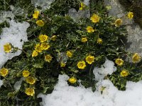 Geum montanum 16, Saxifraga-Willem van Kruijsbergen