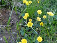 Geum montanum 23, Saxifraga-Rutger Barendse