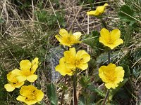 Geum montanum 26, Saxifraga-Harry Jans  Geum montanum