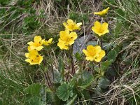 Geum montanum 27, Saxifraga-Harry Jans  Geum montanum