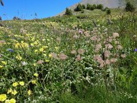 Geum montanum 28, Saxifraga-Harry Jans