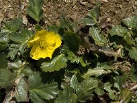 Geum montanum 8, Saxifraga-Willem van Kruijsbergen