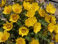 Geum reptans 12, Saxifraga-Harry Jans