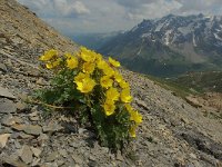 Geum reptans 13, Saxifraga-Harry Jans