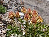 Geum reptans 15, Saxifraga-Harry Jans