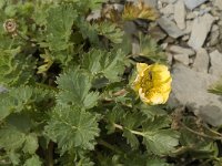 Geum reptans 2, Saxifraga-Jan van der Straaten