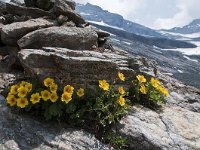 Geum reptans 21, Saxifraga-Luuk Vermeer