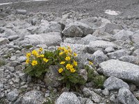 Geum reptans 22, Saxifraga-Luuk Vermeer