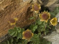 Geum reptans 3, Saxifraga-Willem van Kruijsbergen